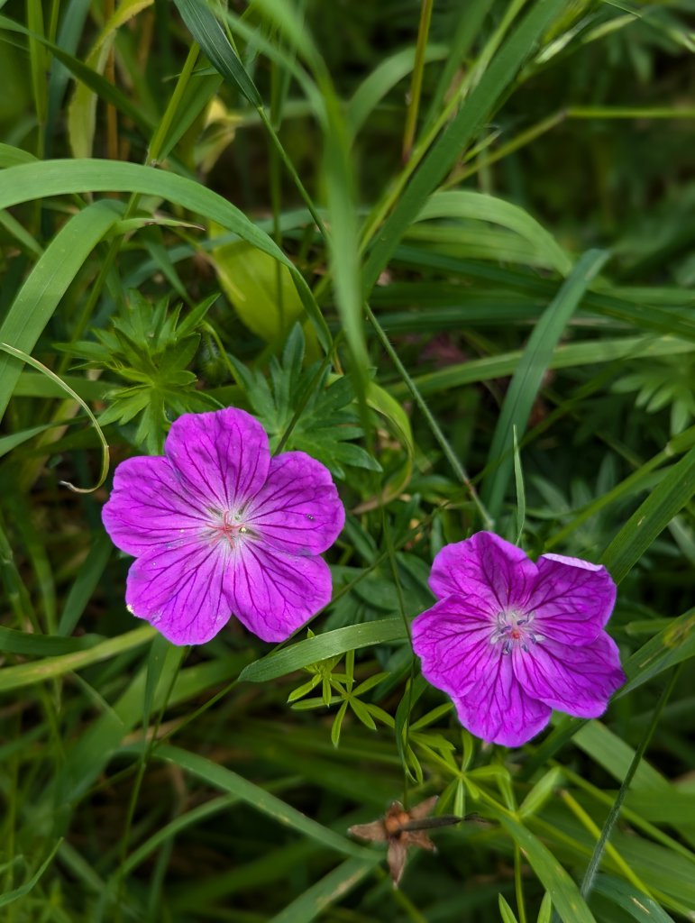 Blut-Storchschnabel (Geranium sanguineum) in Weidach