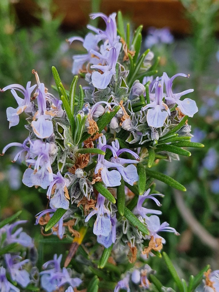 Rosmarin (Salvia rosmarinus, früher Rosmarinus officinalis) nahe Seubersdorf