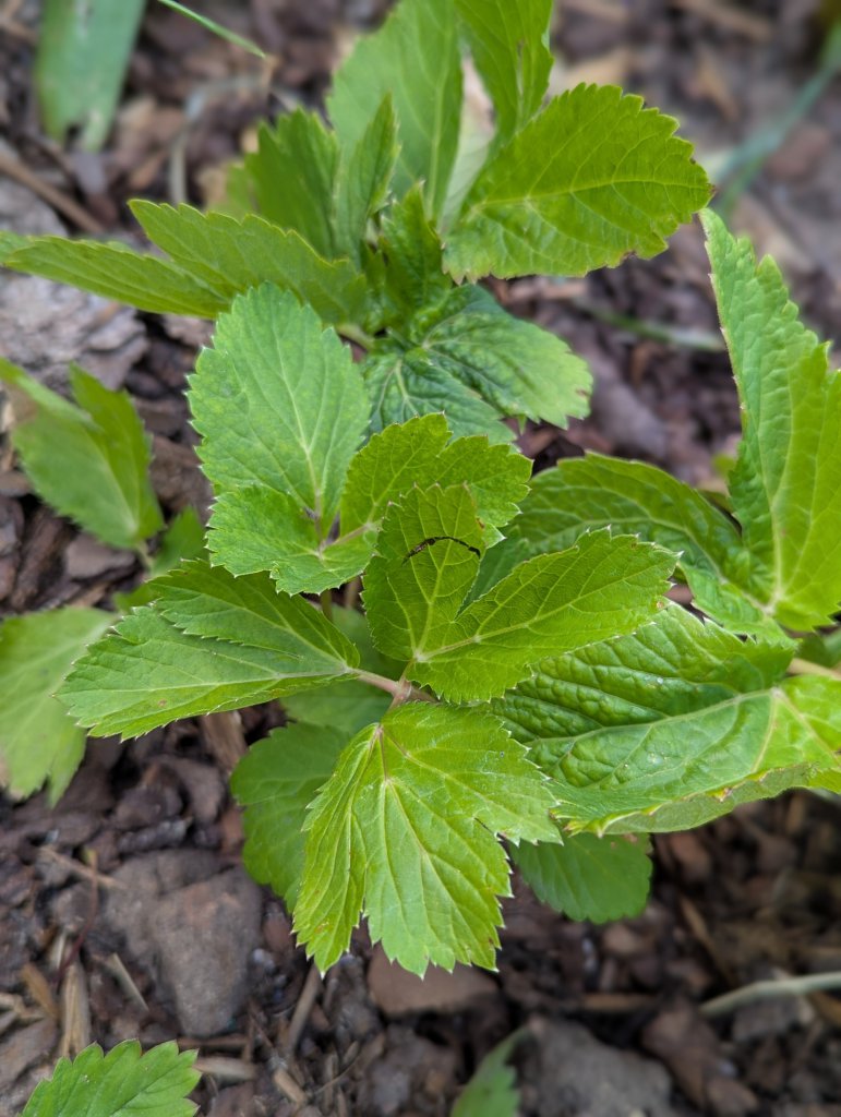 Meisterwurz (Peucedanum ostruthium) in Weidach