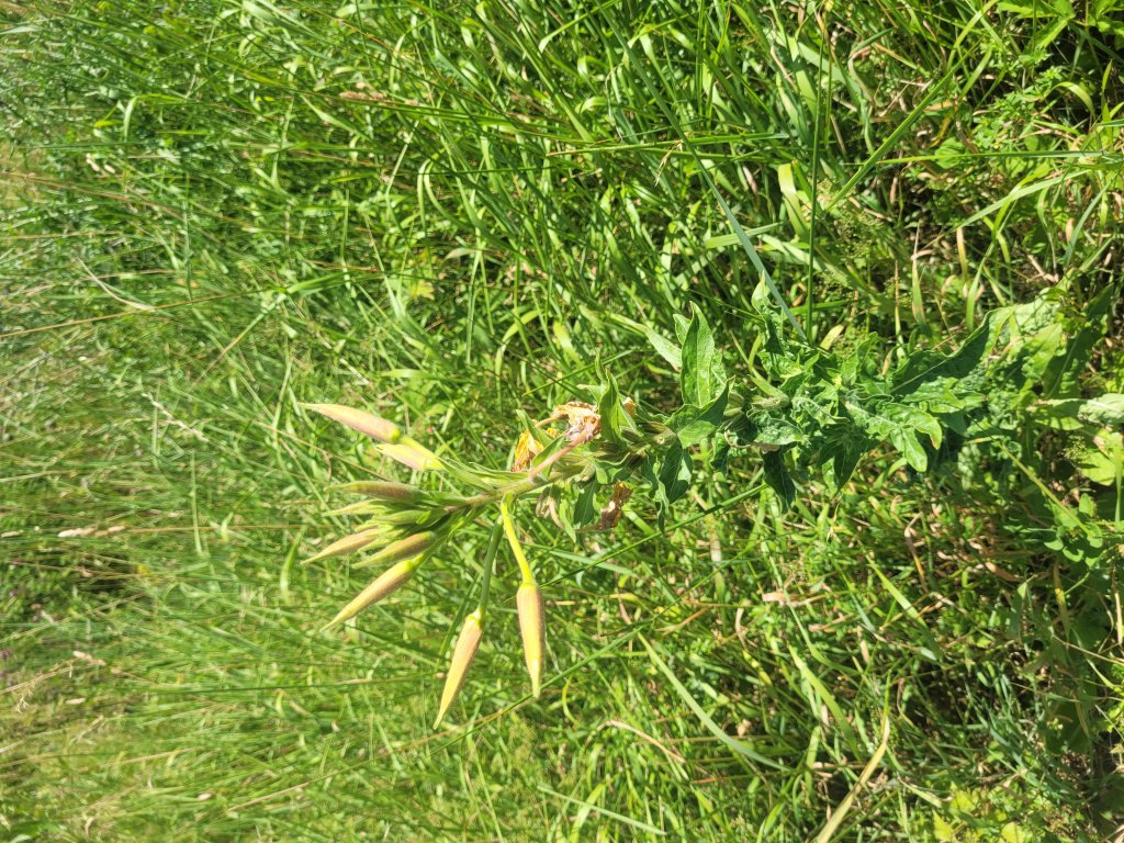 Nachtkerze (Oenothera) in Lopp