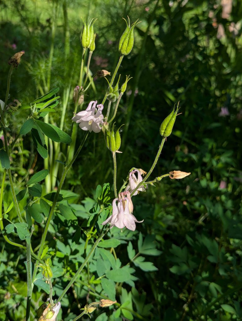 Gewöhnliche Akelei (Aquilegia vulgaris) in Weidach