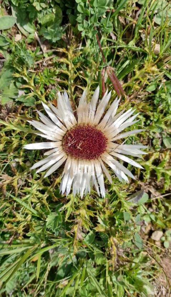 Große Eberwurz (Peucedanum ostruthium) Raum Kasendorf, Oberfranken