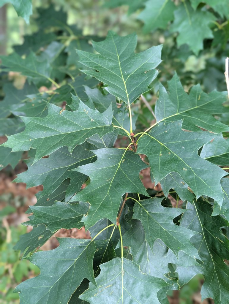 Rot-Eiche (Quercus rubra) in Weidach Callenberger Forst