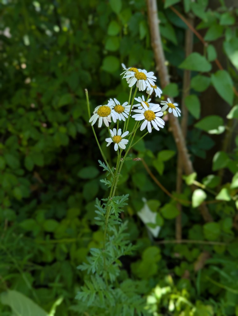 Gewöhnliche Straußmargarite (Argyranthemum frutescens) in Esbach