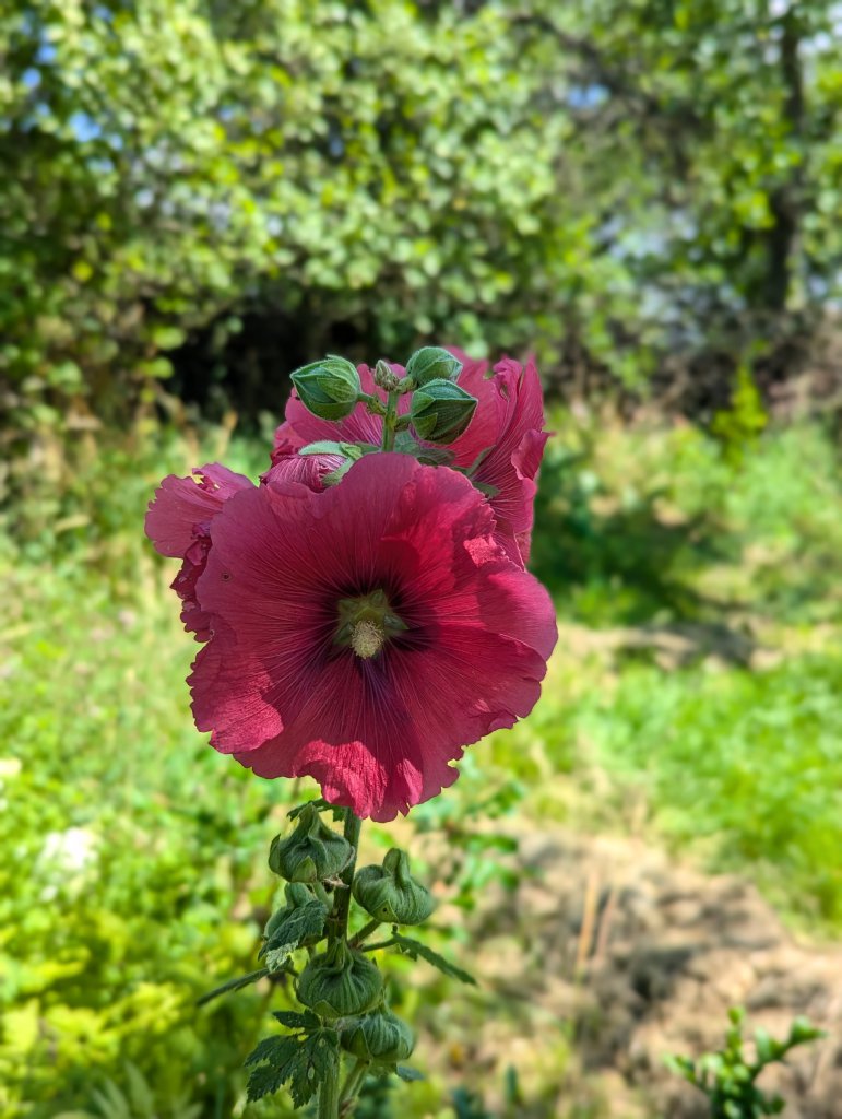 Gewöhnliche Stockrose (Alcea rosea) in Weidach