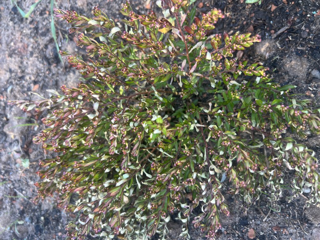 Falsches Heidekraut (Cuphea hyssopifolia) in Döllnitz