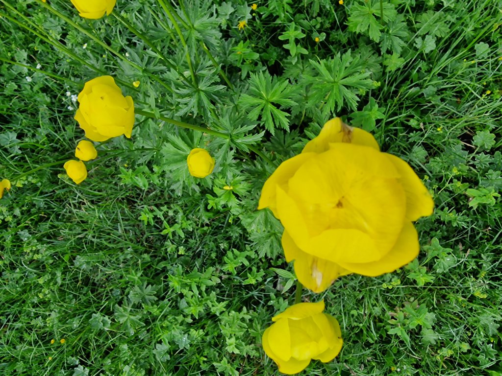 Europäische Trollblume (Trollius europaeus) Raum Kasendorf, Oberfranken