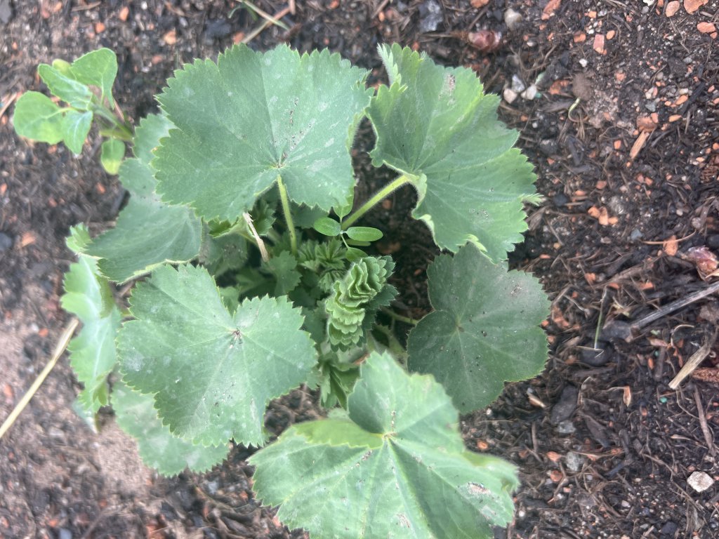 Samt-Frauenmantel (Alchemilla mollis) in Döllnitz