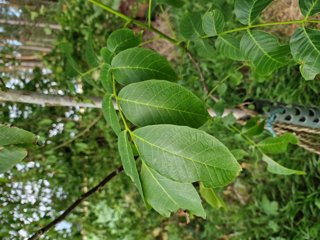 Echte Walnuss (Juglans regia) in Seubersdorf