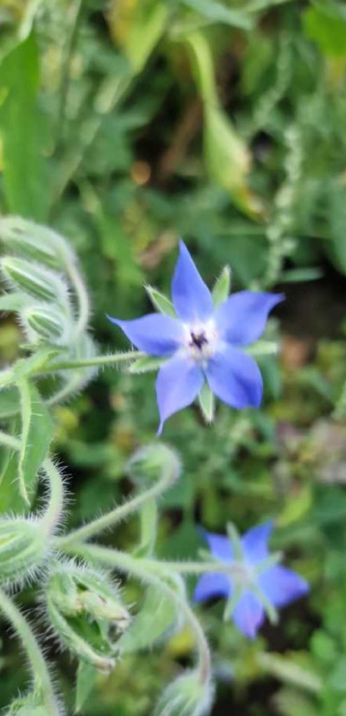 Borretsch (Borago officinalis) Raum Kasendorf, Oberfranken