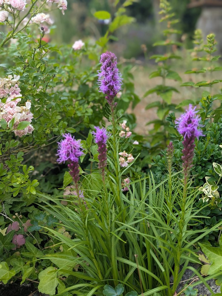 Prachtscharte (Liatris spicata) in Weidach