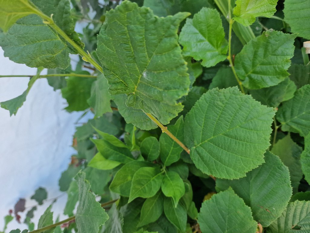 Gemeine Hasel (Corylus avellana) in Hutschdorf