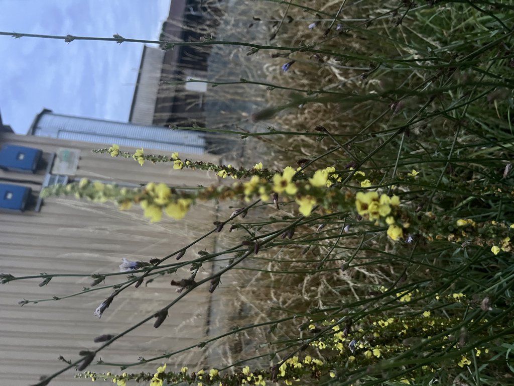 Schwarze Königskerze