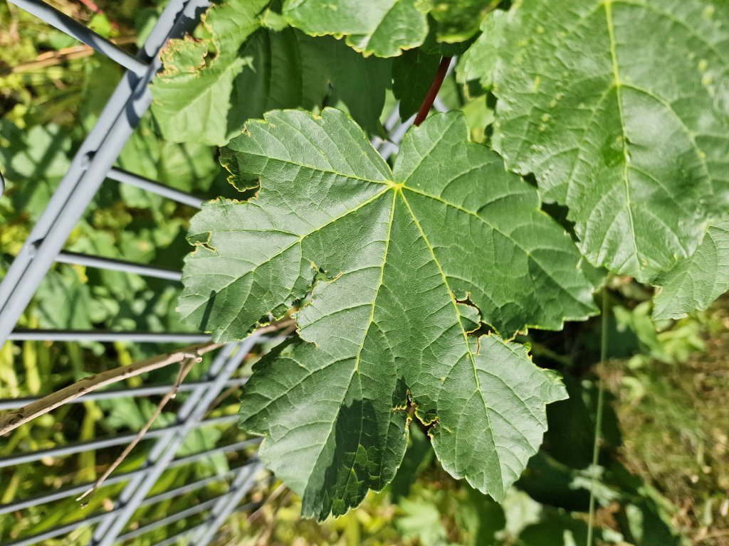 Berg-Ahorn (Acer pseudoplatanus) in Seubersdorf