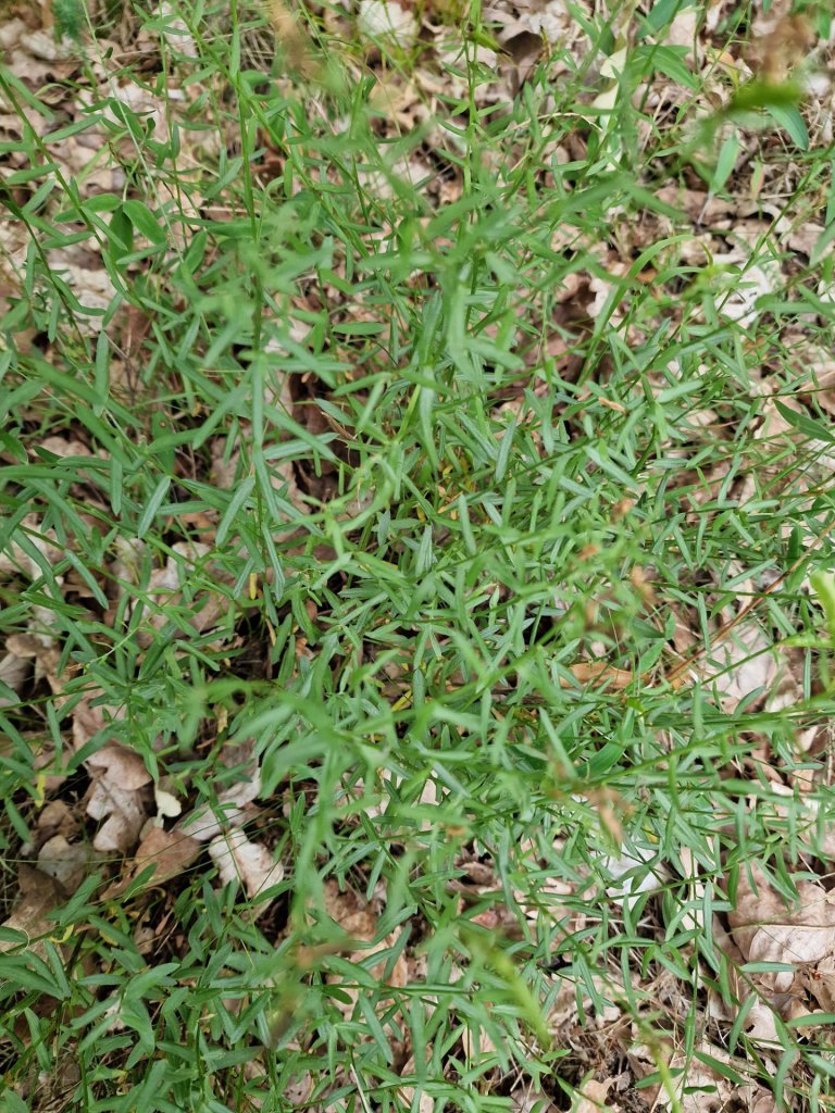 Färberginster (Genista tinctoria) Raum Kasendorf, Oberfranken