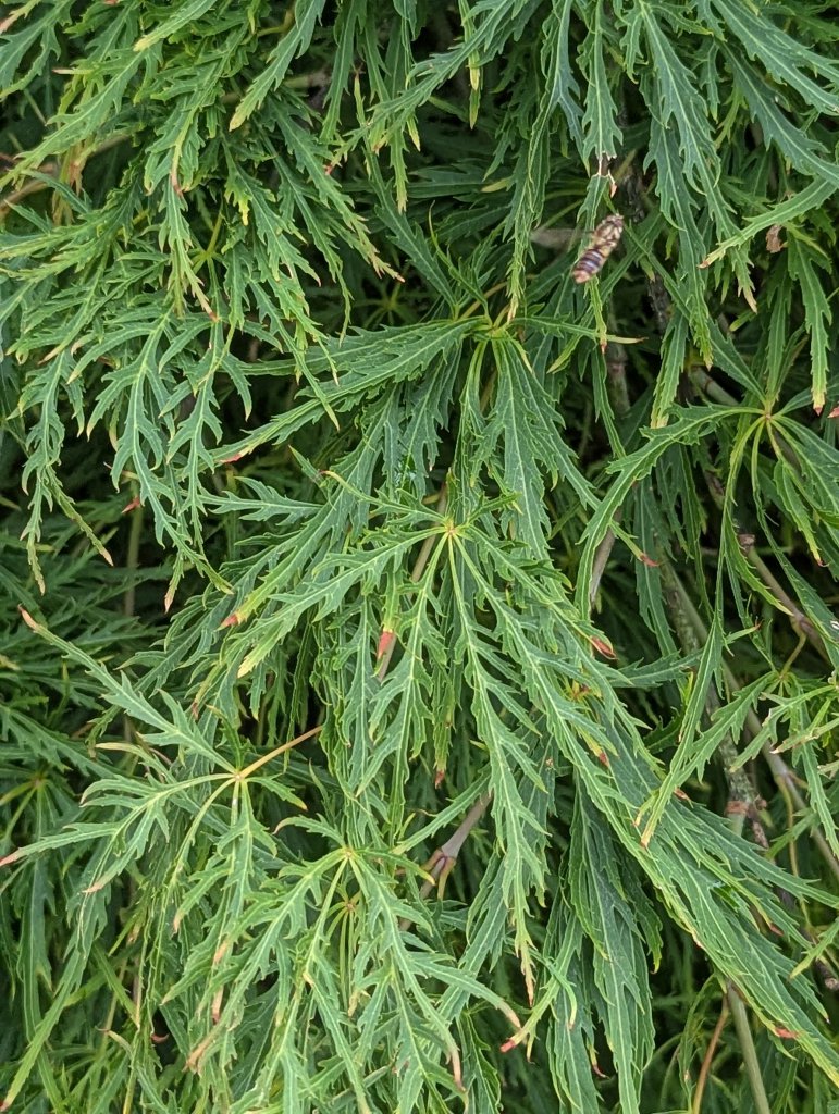 Fächer-Ahorn (Acer palmatum) in Weidach