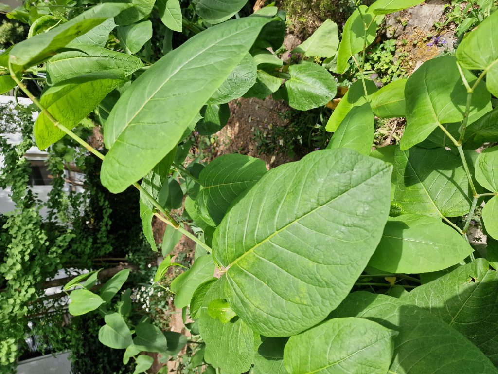 Sachalin-Staudenknöterich (Reynoutria sachalinensis) Raum Kasendorf, Oberfranken