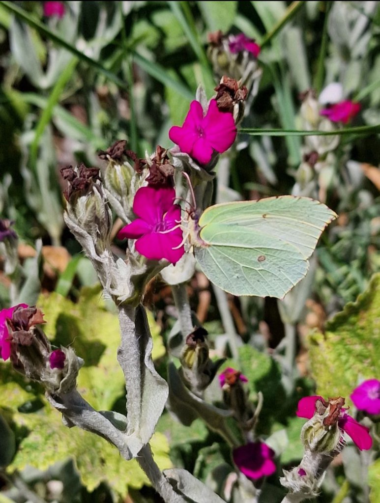 Kronen-Lichtnelke (Lychnis coronaria) Raum Kasendorf, Oberfranken