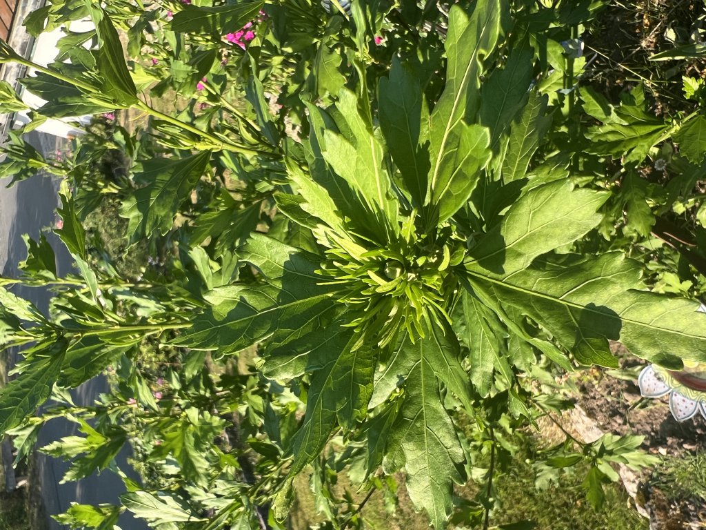 Straucheibisch (Hibiscus syriacus) Raum Kasendorf, Oberfranken