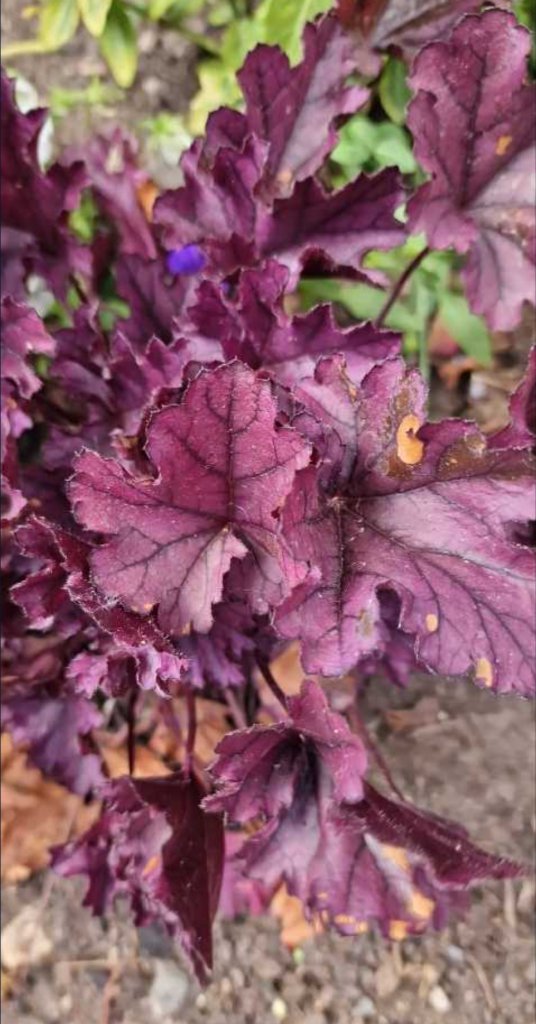 Blut-Purpurglöckchen (Heuchera sanguinea) in Berndorf