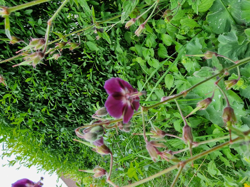 Brauner Storchschnabel (Geranium phaeum) Raum Kasendorf, Oberfranken