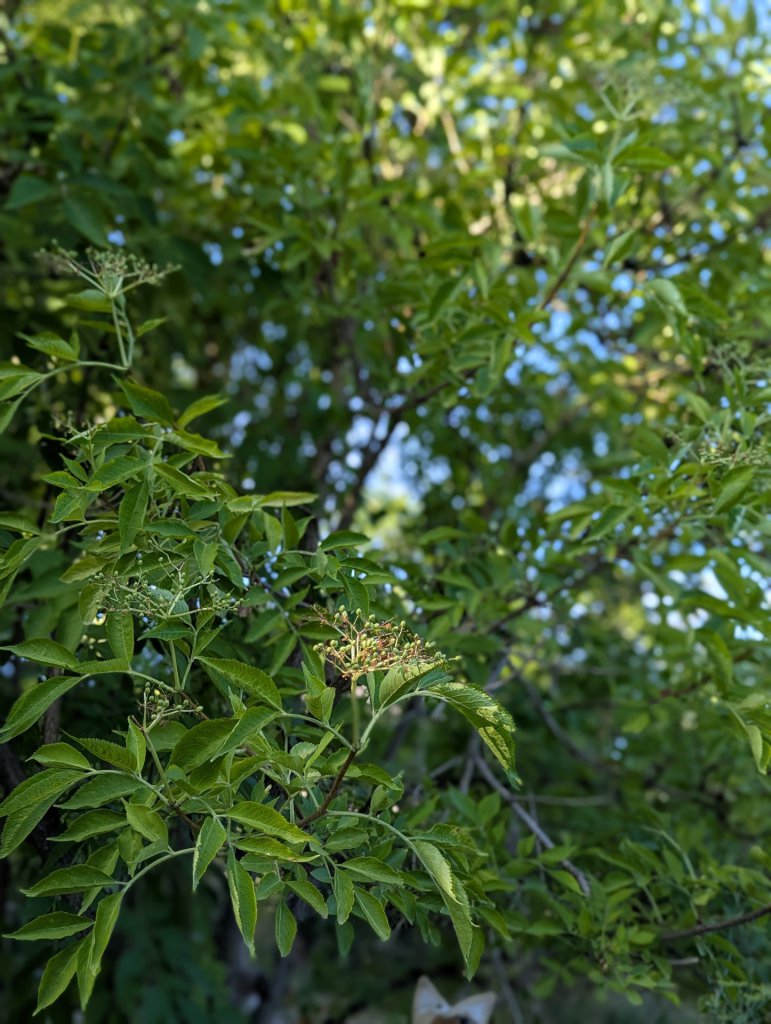 Schwarzer Holunder (Sambucus nigra) in Weidach