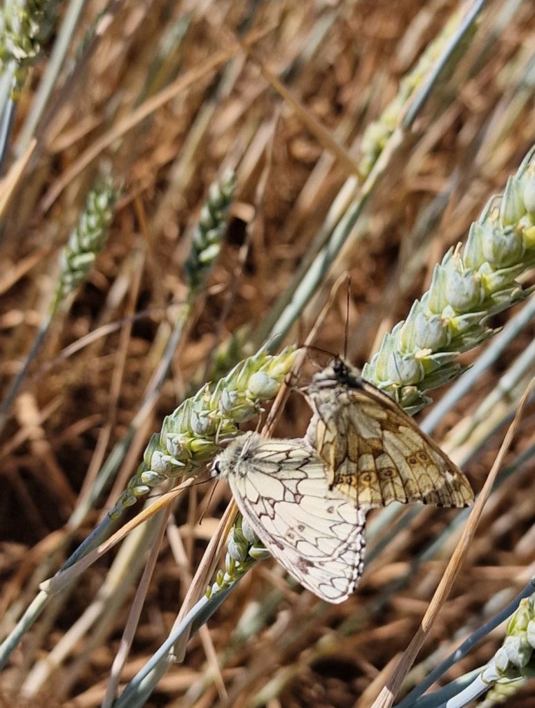 Saat Weizen (Triticum aestivum) Raum Kasendorf, Oberfranken