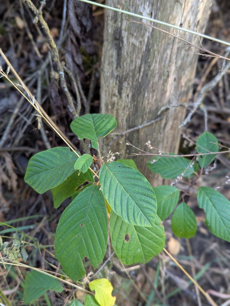 Echter Faulbaum (Frangula alnus) in Weidach
