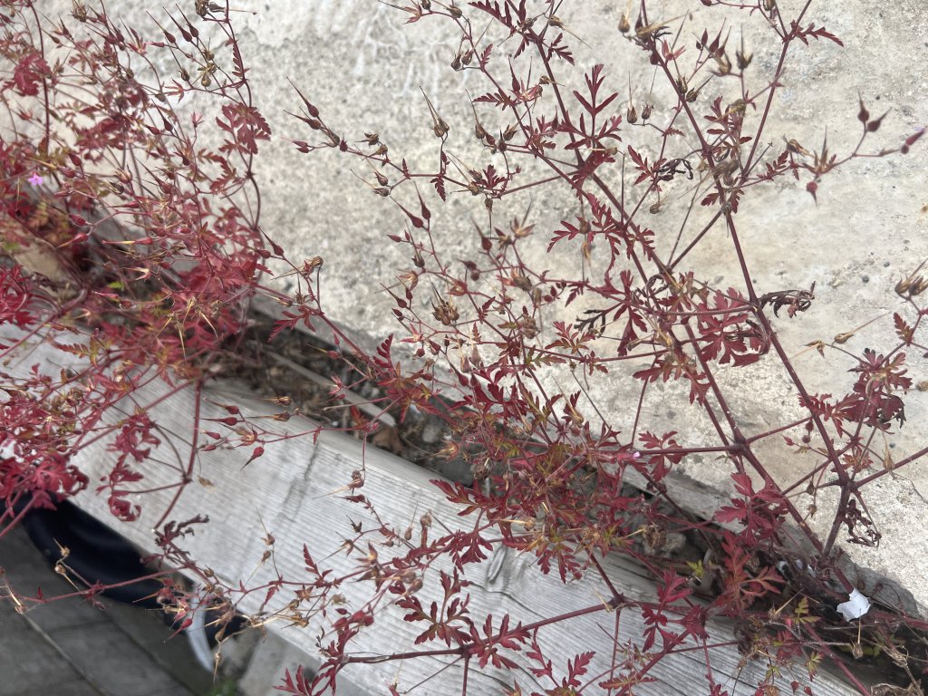 Stinkender Storchschnabel (Geranium robertianum) Raum Kasendorf, Oberfranken
