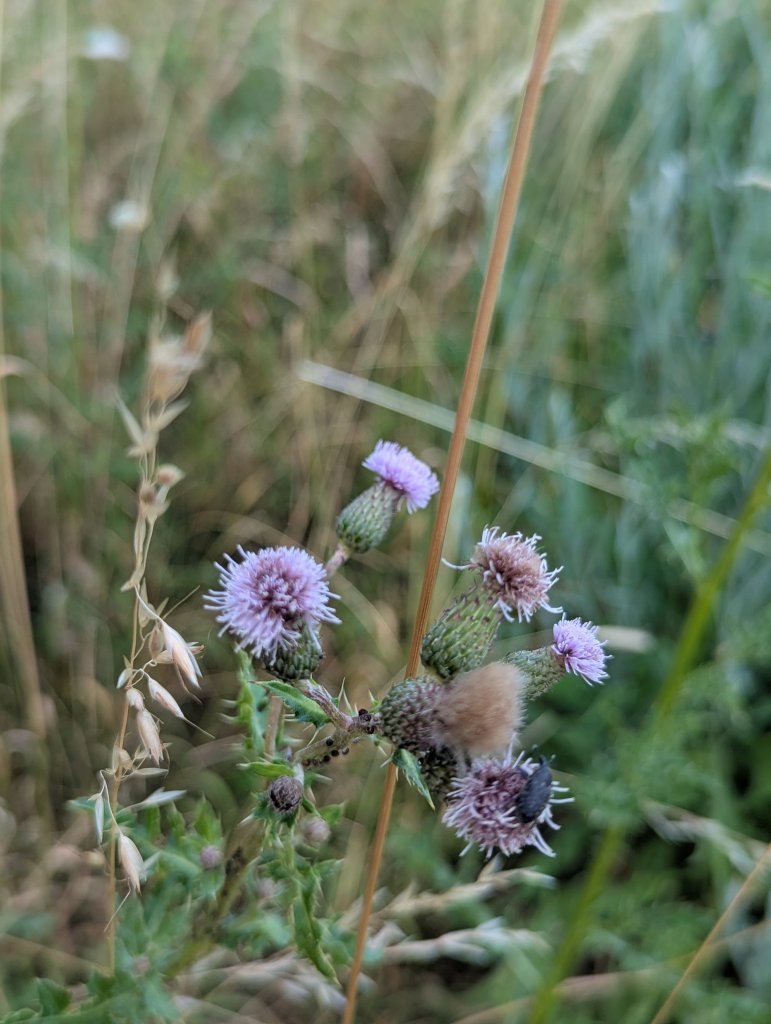 Acker-Kratzdistel (Cirsium arvense) in Weidach