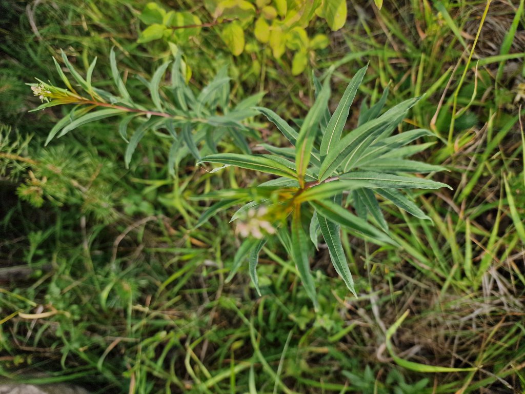 Schmalblättriges Weidenröschen (Epilobium angustifolium) in Seubersdorf
