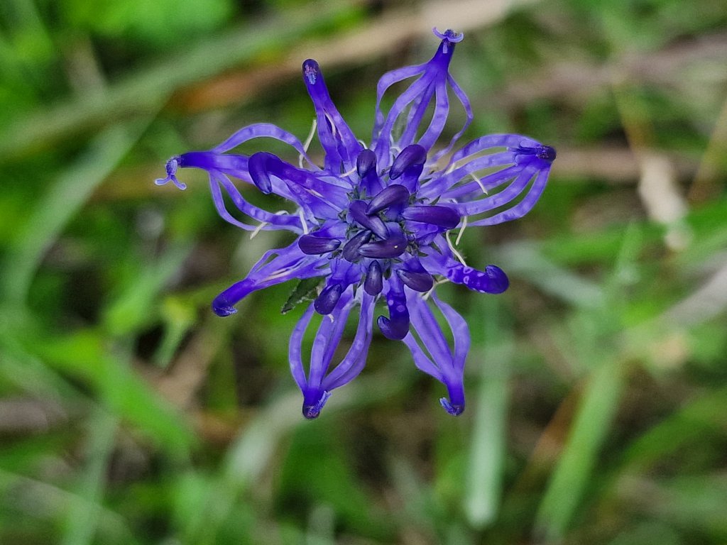 Kugel Teufelskralle (Phyteuma orbiculare) Raum Kasendorf, Oberfranken