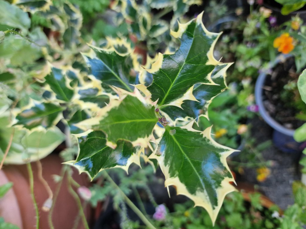 Europäische Stechpalme