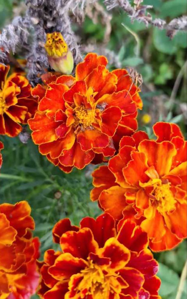 Aufrechte Studentenblume (Tagetes erecta) Raum Kasendorf, Oberfranken