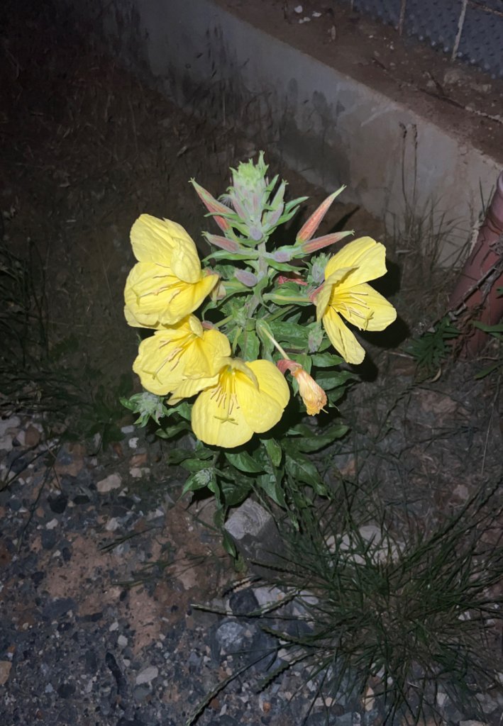 Nachtkerze (Oenothera) in Döllnitz