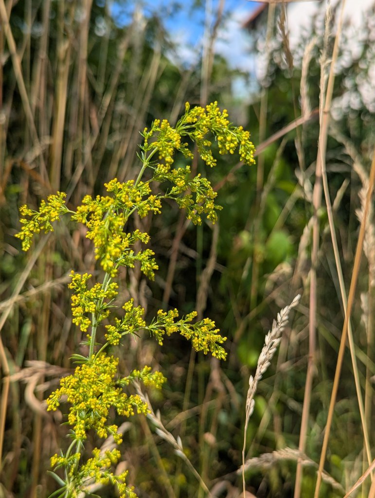 Echtes Labkraut (Galium verum) in Weidach