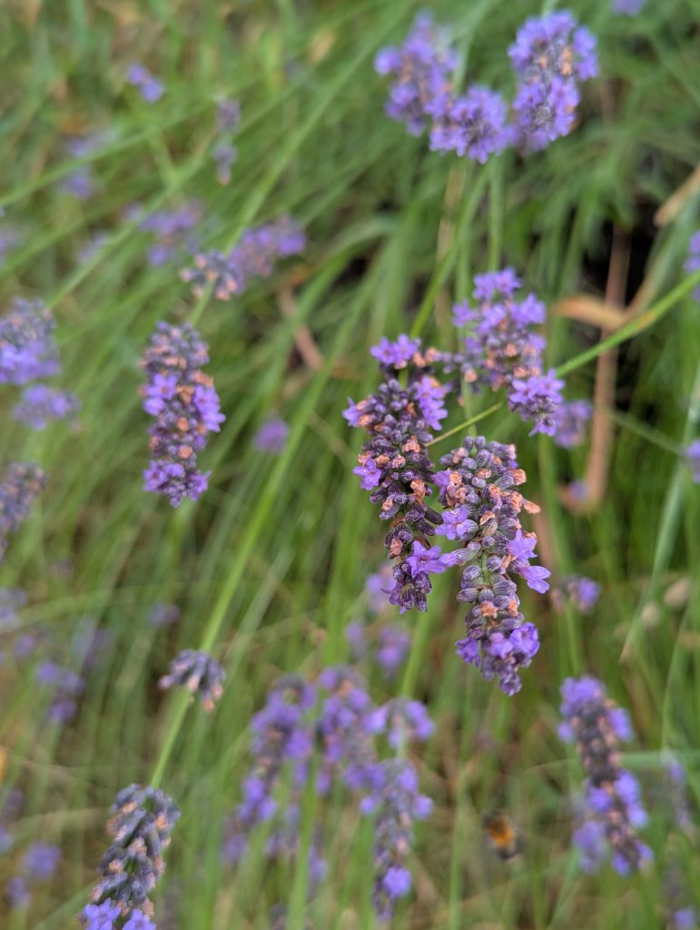 Echter Lavendel (Lavandula angustifolia) in Weidach