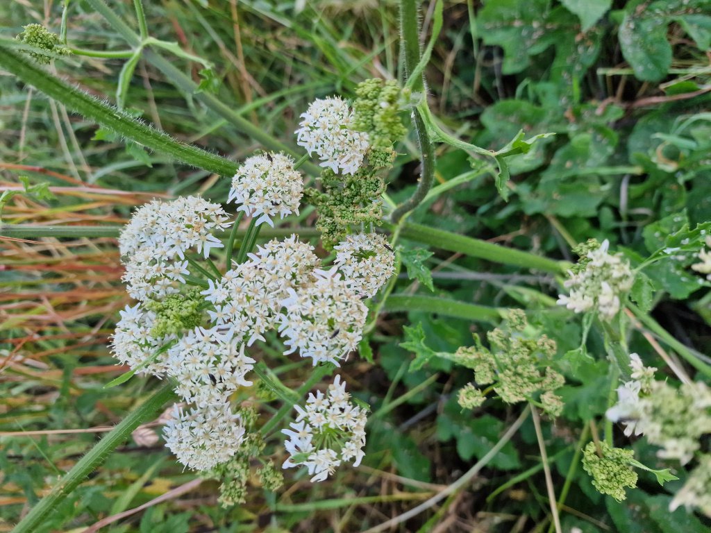 Gemeiner Bärenklau (Heracleum sphondylium) in Seubersdorf