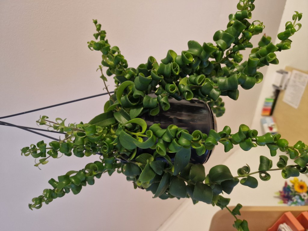 Strahlige Sinnblume (Incarvillea delavayi) in Seubersdorf