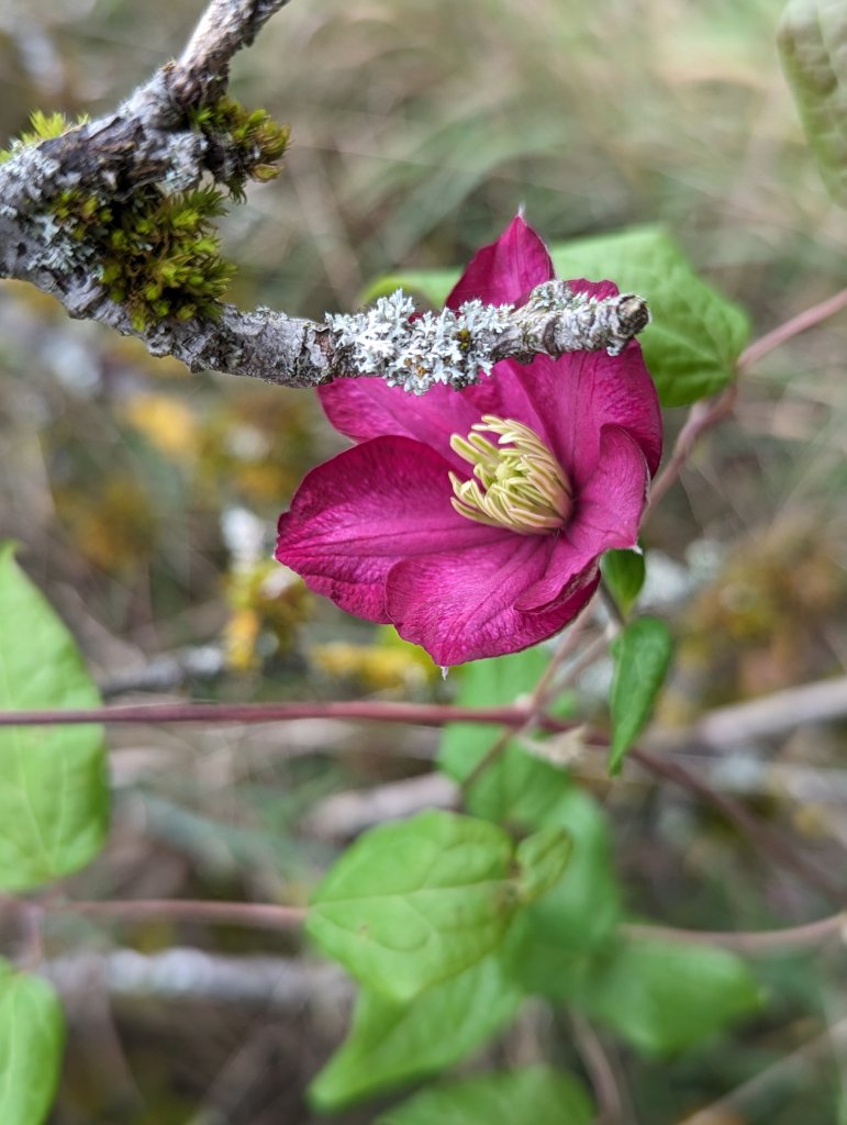 Italienische Waldrebe (Clematis viticella) in Weidach