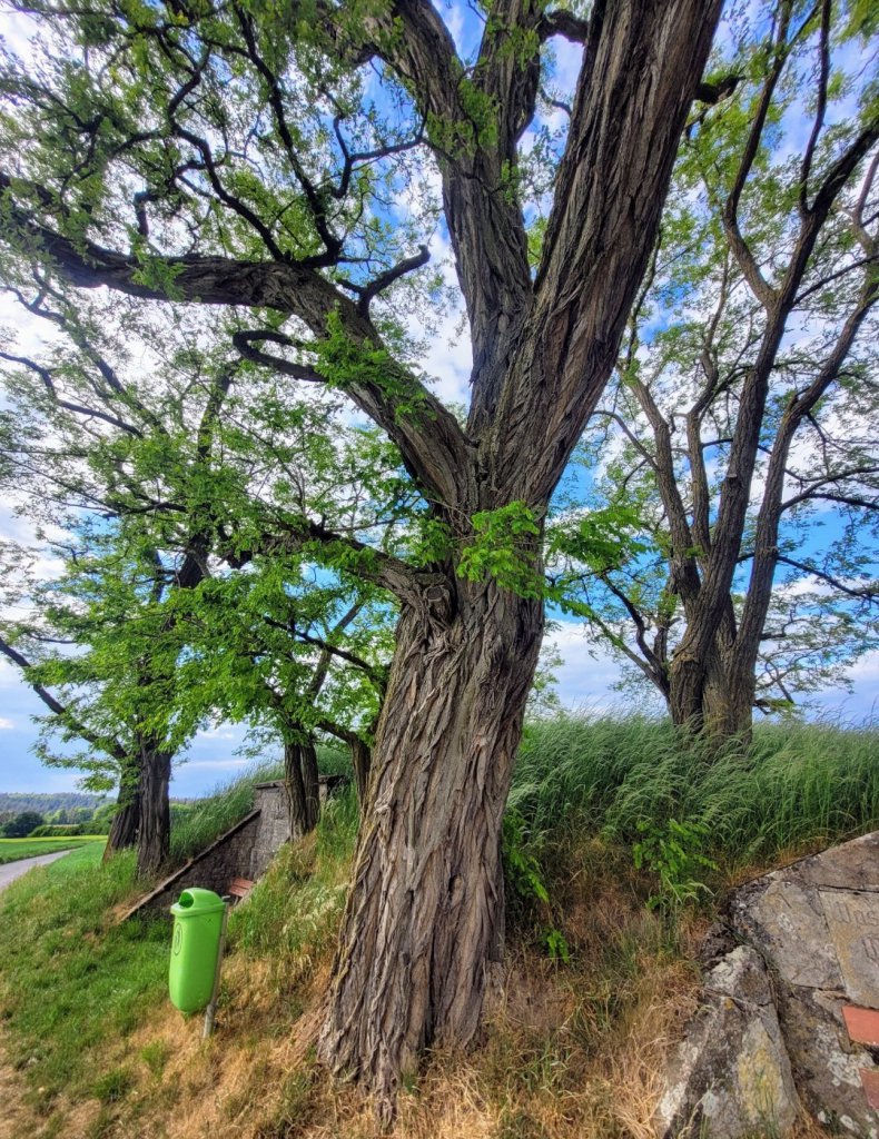 Gewöhnliche Robinie (Robinia pseudoacacia) in Willmersreuth