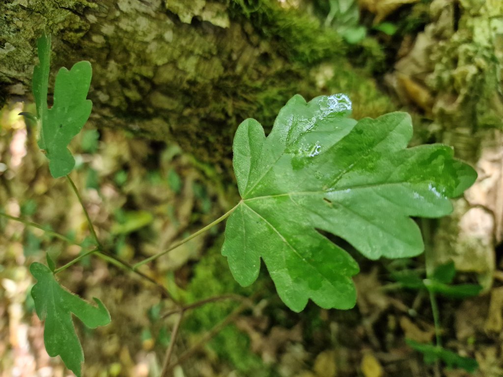 Feld-Ahorn (Acer campestre) in Seubersdorf