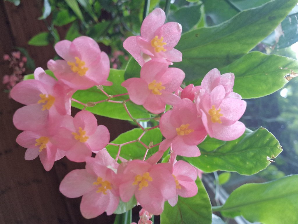 Cane begonia
