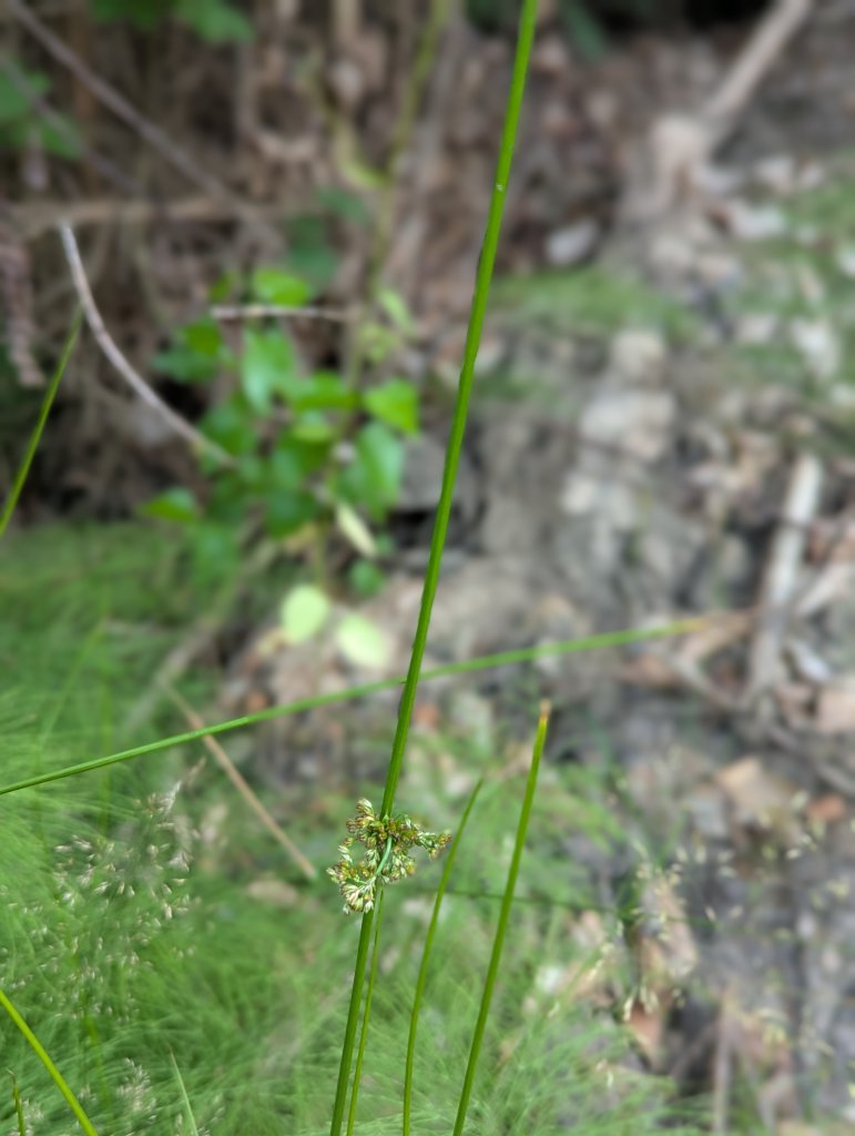 Flatter-Binse (Juncus effusus) in Weidach Callenberger Forst