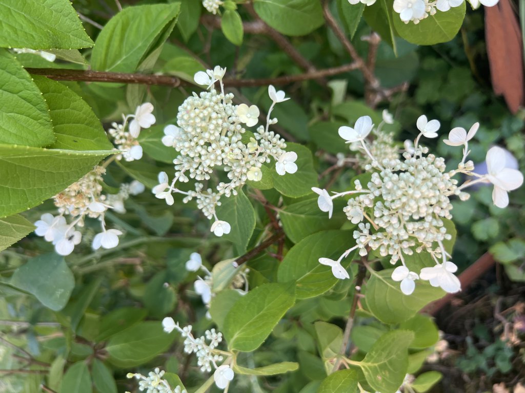 Rispen-Hortensie (Hydrangea paniculata) Raum Kasendorf, Oberfranken