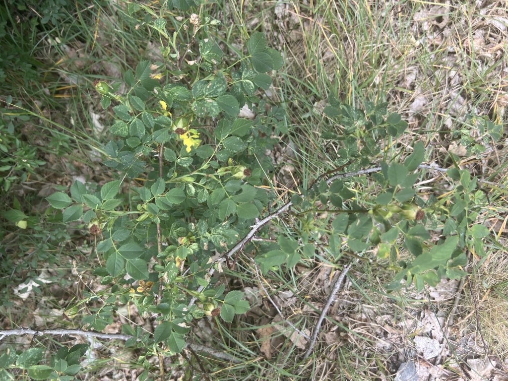 Hunds-Rose (Rosa canina) Raum Kasendorf, Oberfranken