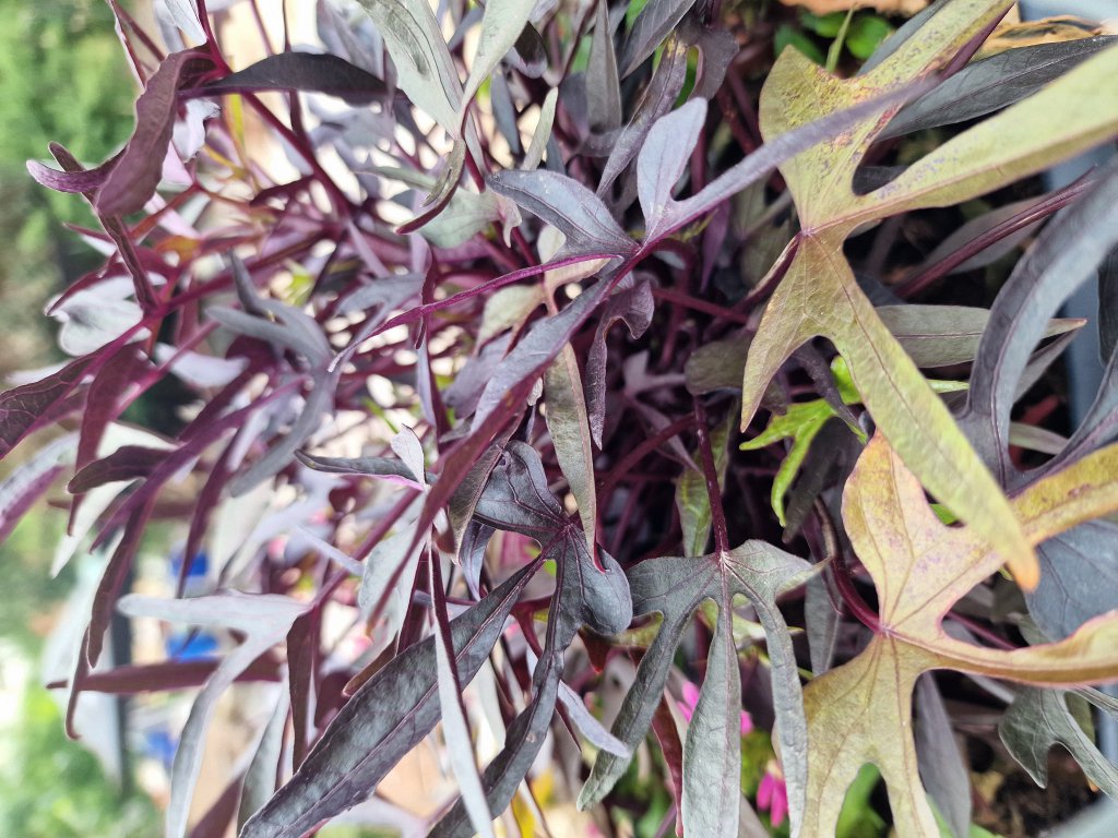 Süßkartoffel (Ipomoea batatas) Raum Kasendorf, Oberfranken