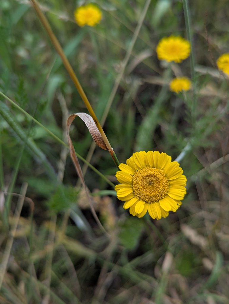 Färber-Hundskamille (Anthemis tinctoria) in Weidach