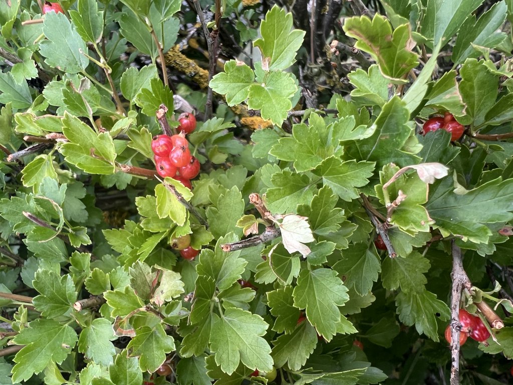 Alpen-Johannisbeere (Ribes alpinum) Raum Kasendorf, Oberfranken