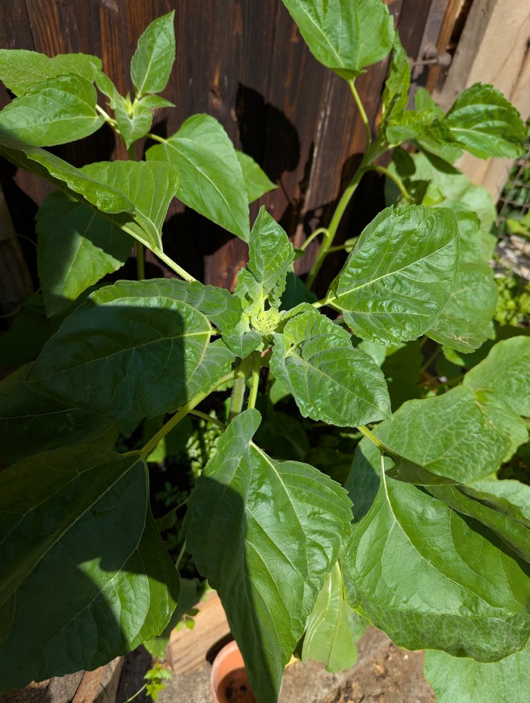 Gewöhnliche Sonnenblume